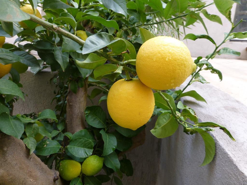 L'Orangeraie Et La Palmeraie D'Endoume Marsiglia Esterno foto